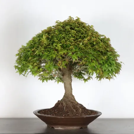 Bonsai Erable Kiyohime AK-1-6