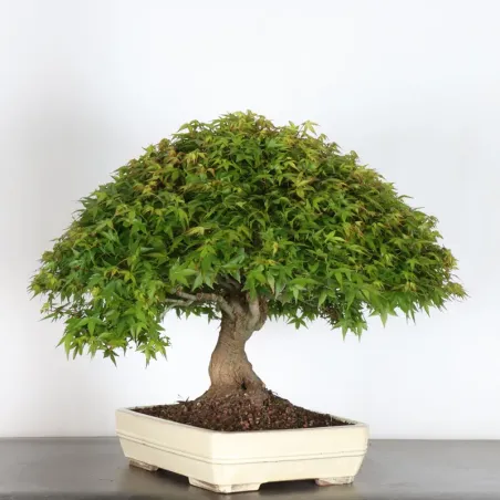 Kiyohime Maple Bonsai AK-1-7