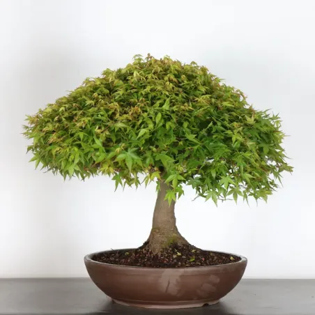 image supplémentaire - Japanese maple "ACER...