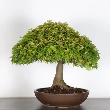 Bonsai Erable Kiyohime AK-1-8