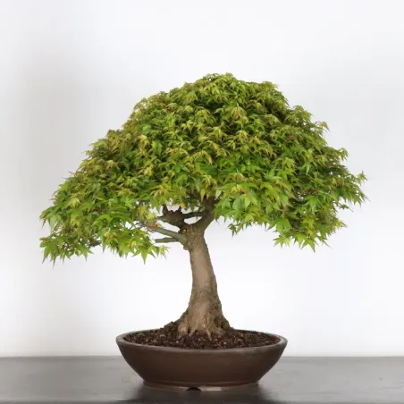 Japanese maple "ACER KIYOHIME" 1-9