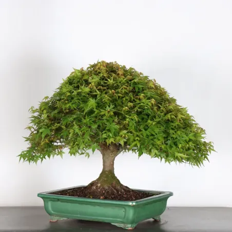 image supplémentaire - Érable japonais "ACER...