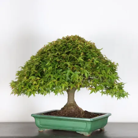 Bonsai Erable Kiyohime AK-2-1