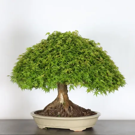 Japanese maple "ACER KIYOHIME" 2-3