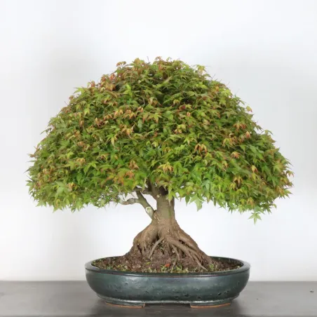 image supplémentaire - Érable japonais "ACER...