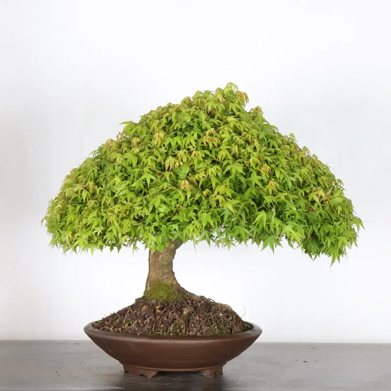 Érable japonais "ACER KIYOHIME" 2-9