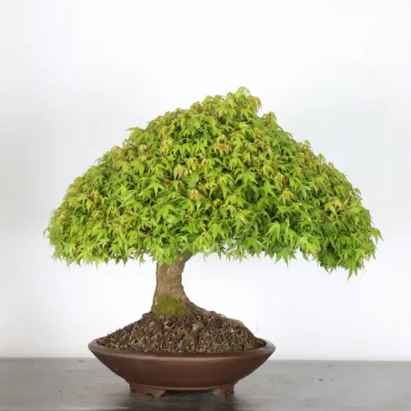 Érable japonais "ACER KIYOHIME" 2-9