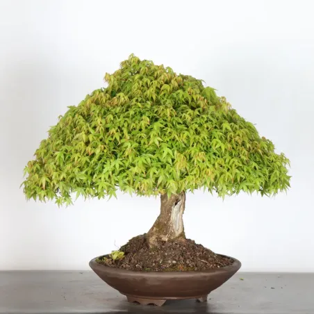 image supplémentaire - Érable japonais "ACER...