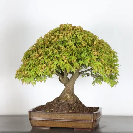 image supplémentaire - Érable japonais "ACER...