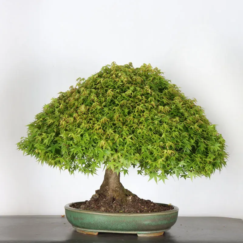 image supplémentaire - Japanese maple "ACER...