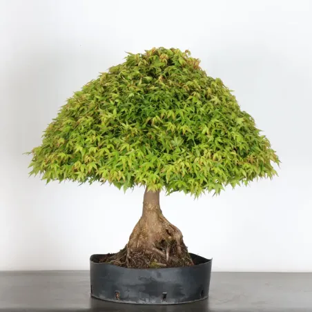 image supplémentaire - Érable japonais "ACER...