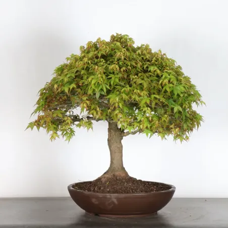 image supplémentaire - Érable japonais "ACER...