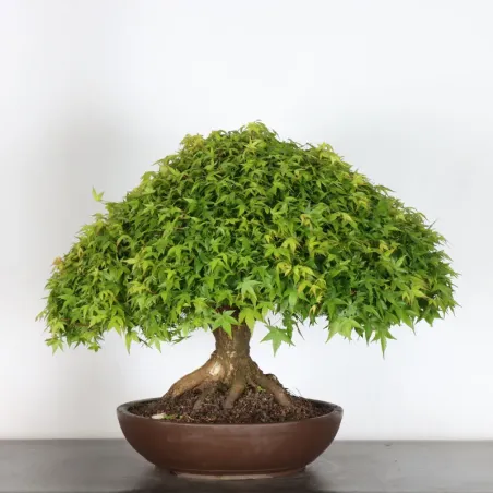 Bonsai Erable Kiyohime AK-4-1