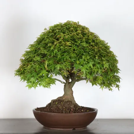 image supplémentaire - Japanese maple "ACER...