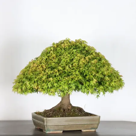 Érable japonais "ACER KIYOHIME" 4-6
