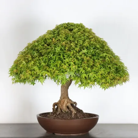 image supplémentaire - Japanese maple "ACER...