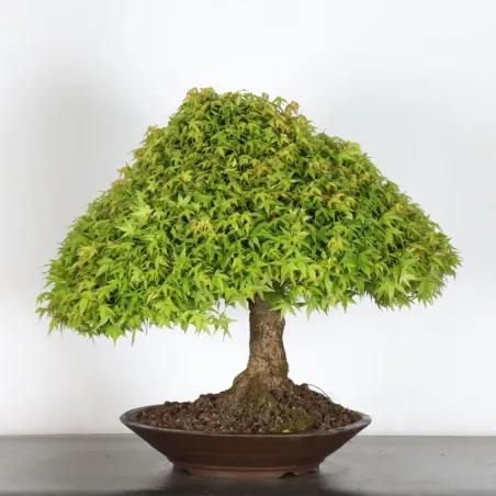 Érable japonais "ACER KIYOHIME" 5-1