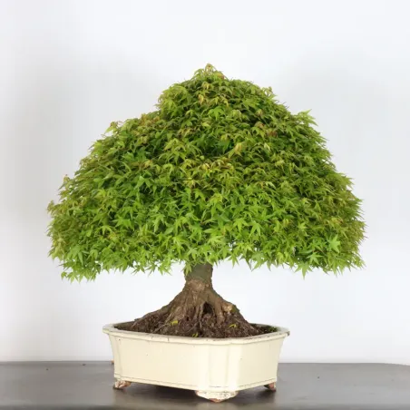 image supplémentaire - Japanese maple "ACER...