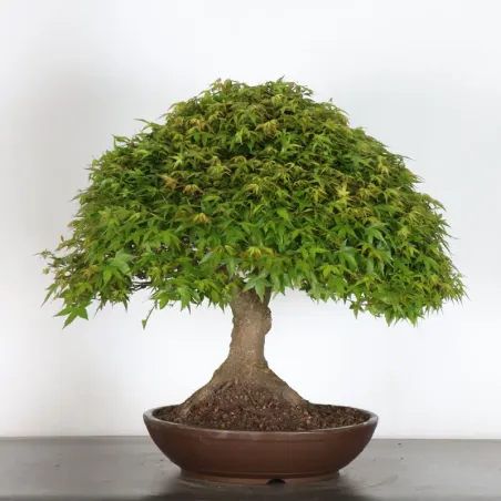 image supplémentaire - Érable japonais "ACER...