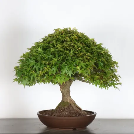 Japanese maple "ACER KIYOHIME" 5-3