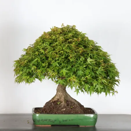 Japanese maple "ACER KIYOHIME" 5-8