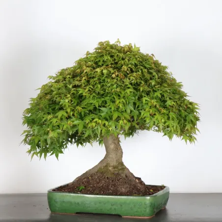 image supplémentaire - Érable japonais "ACER...
