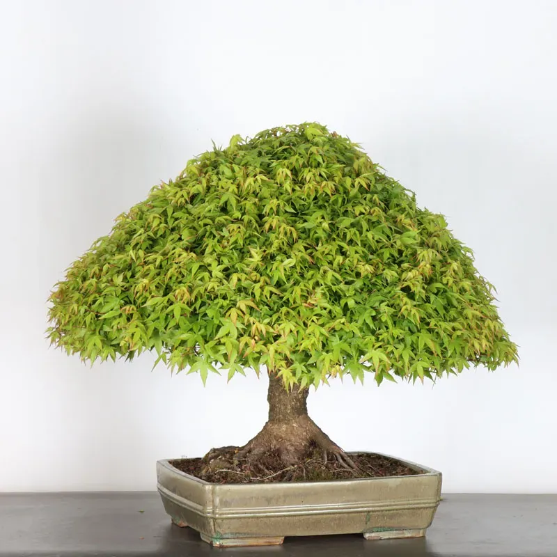 image supplémentaire - Japanese maple "ACER...