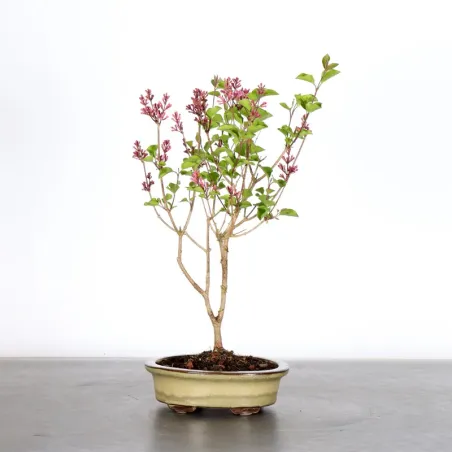 LILAS DE CHINE "SYRINGA RED PIXIE" 1-1