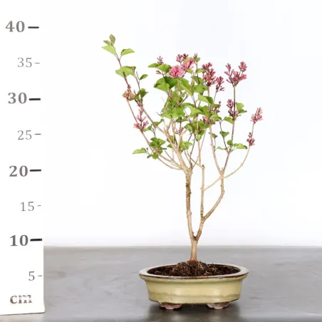 image supplémentaire - LILAS DE CHINE "SYRINGA RED...