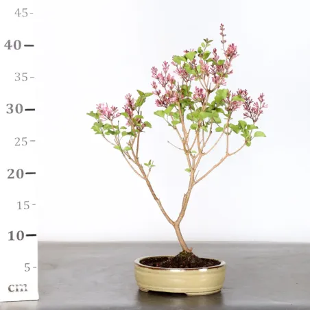 image supplémentaire - Chinese lilac "Syringa Red...