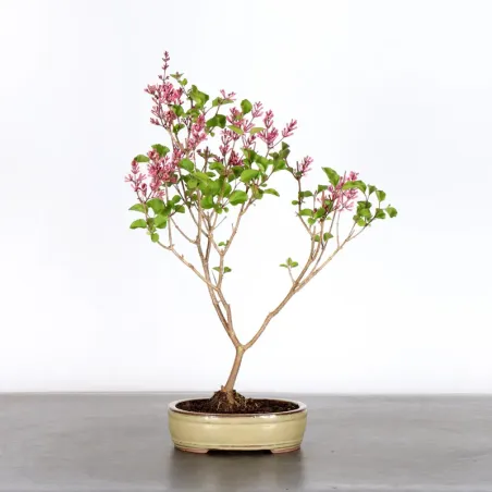 LILAS DE CHINE "SYRINGA RED PIXIE" 1-2