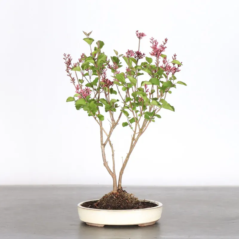 LILAS DE CHINE "SYRINGA RED PIXIE" 1-3