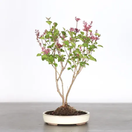 LILAS DE CHINE "SYRINGA RED PIXIE" 1-3