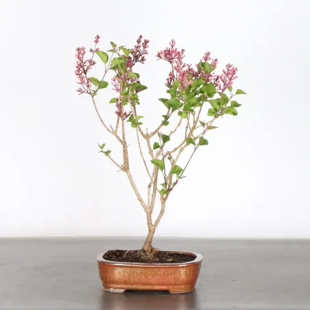 Chinese lilac "Syringa Red Pixie" 1-4