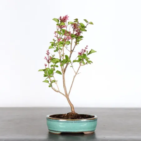 LILAS DE CHINE "SYRINGA RED PIXIE" 1-6