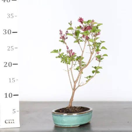 image supplémentaire - Chinese lilac "Syringa Red...