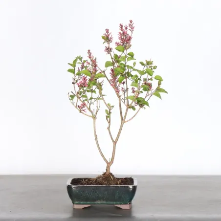 LILAS DE CHINE "SYRINGA RED PIXIE" 1-7