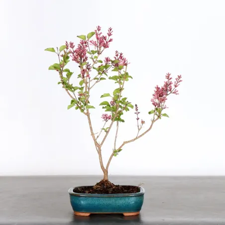 LILAS DE CHINE "SYRINGA RED PIXIE" 1-9