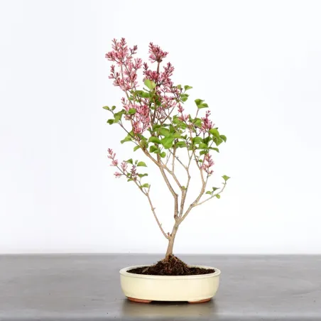 LILAS DE CHINE "SYRINGA RED PIXIE" 1-10