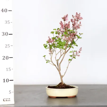 image supplémentaire - LILAS DE CHINE "SYRINGA RED...