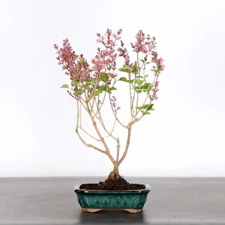 LILAS DE CHINE "SYRINGA RED PIXIE" 1-11