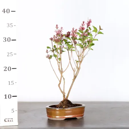image supplémentaire - Chinese lilac "Syringa Red...