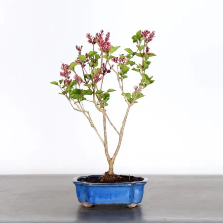 LILAS DE CHINE "SYRINGA RED PIXIE" 1-15