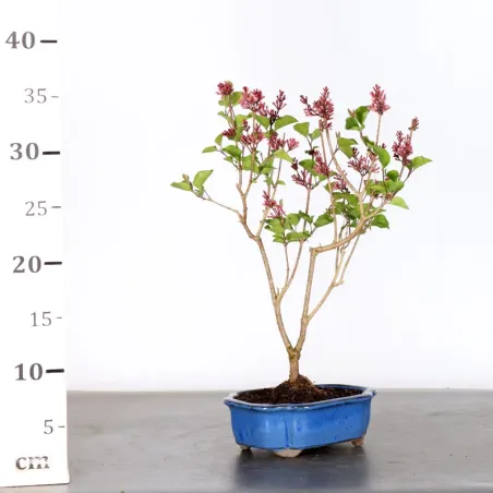 image supplémentaire - LILAS DE CHINE "SYRINGA RED...