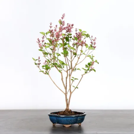 Chinese lilac "Syringa Red Pixie" 1-16