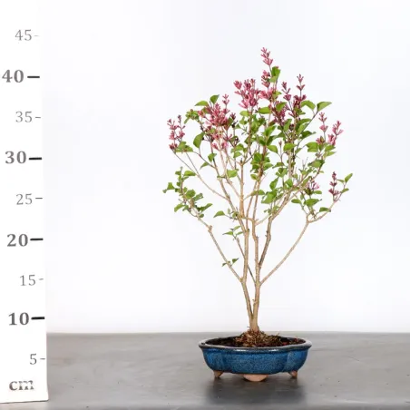 image supplémentaire - Chinese lilac "Syringa Red...
