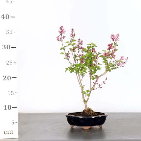 image supplémentaire - LILAS DE CHINE "SYRINGA RED...