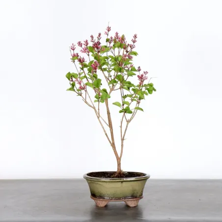 LILAS DE CHINE "SYRINGA RED PIXIE" 1-19