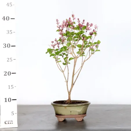 image supplémentaire - LILAS DE CHINE "SYRINGA RED...