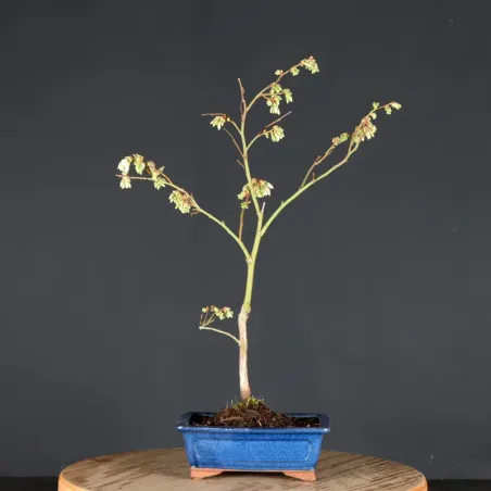 Myrtillier "VACCINIUM CORYMBOSUM HARDY BLUE" 1-1
